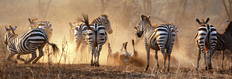 Tanzanie Zanzibar