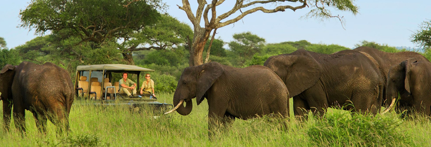 tanzanie safari pas cher