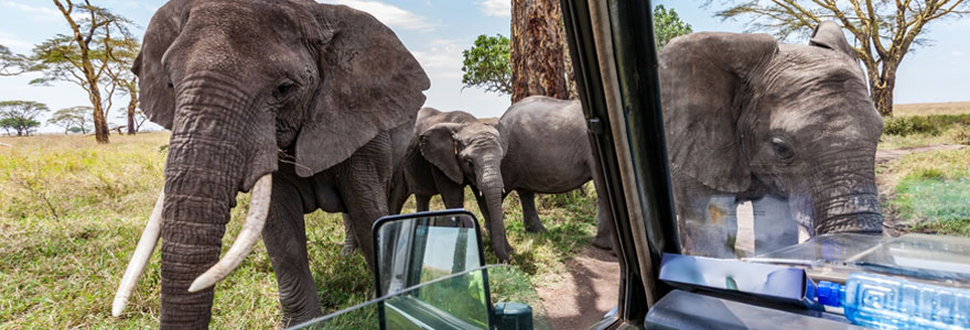 Safari au serengeti